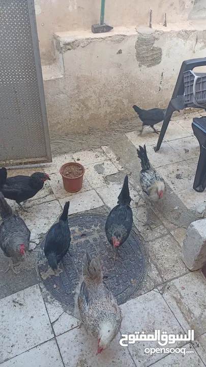 8جاجات وديك للبيع