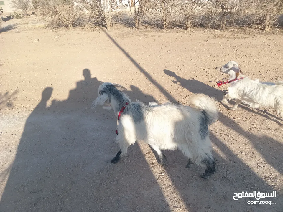 جدي ابيض ازرق
