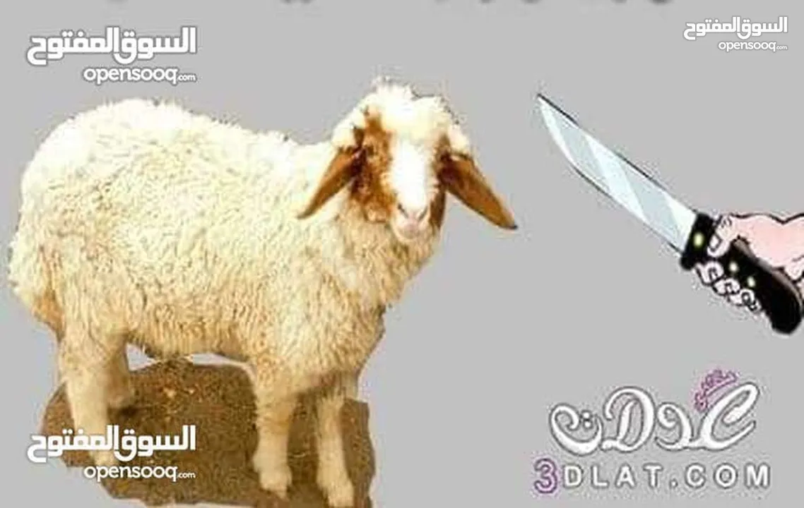 لحام جزار متفرغ دبح في المنازل