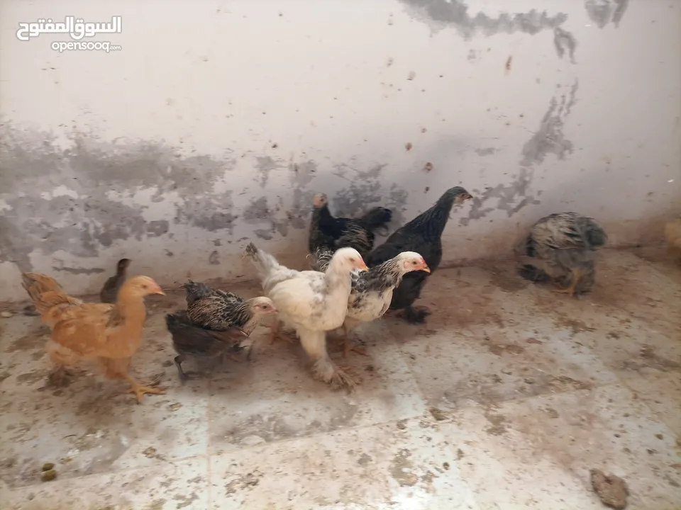 فرخات. براهمي . مشكل   في بف وفي بلاك     فرخات. ما شاء الله