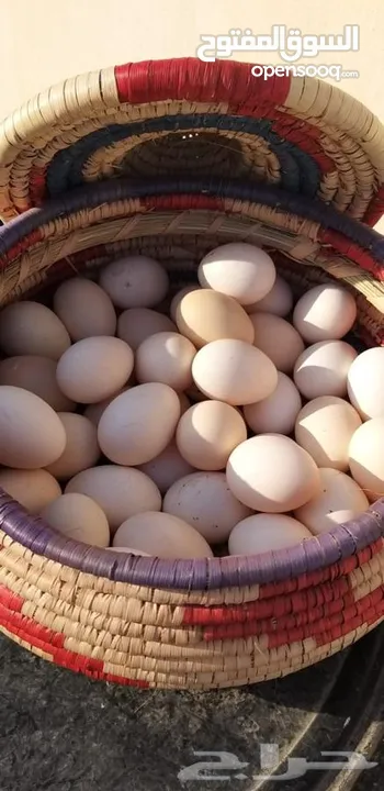 يتوفر بيض بلدي مخصب للتفقيس تتوفر كميات تصل إلى 800بيضه يوميا