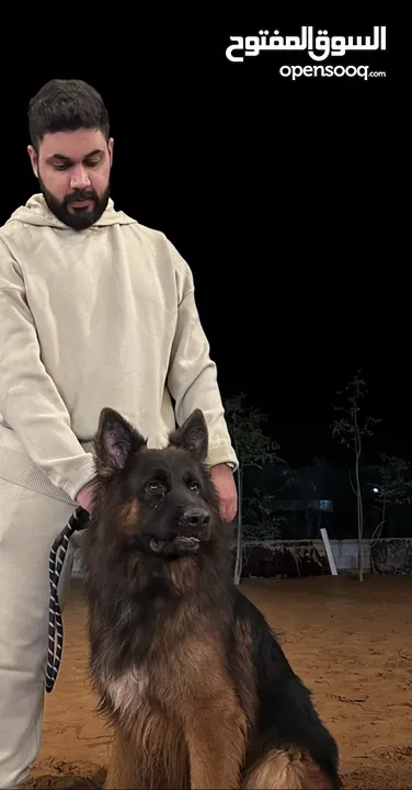 German shepherd show line long hair جيرمن شيبرد شولاين لونق هير