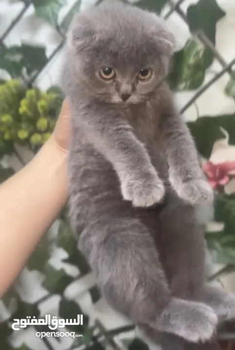 Scottish fold kitten 1st come 1st serve