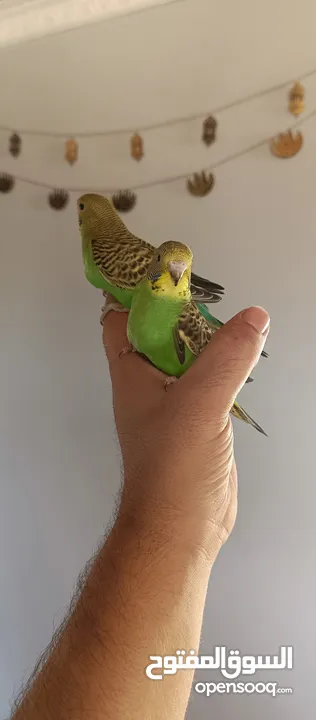 طيور حب نوعيه ممتازه