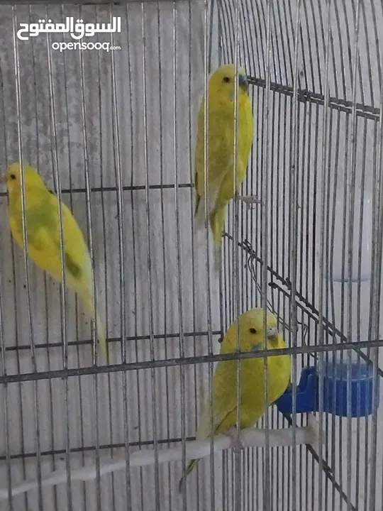 متوفر اربع طيور حب بسعر حرق اقرأ الوصف  ااااااااااااااااااااااااااااااااااااااااااااااااااااااا