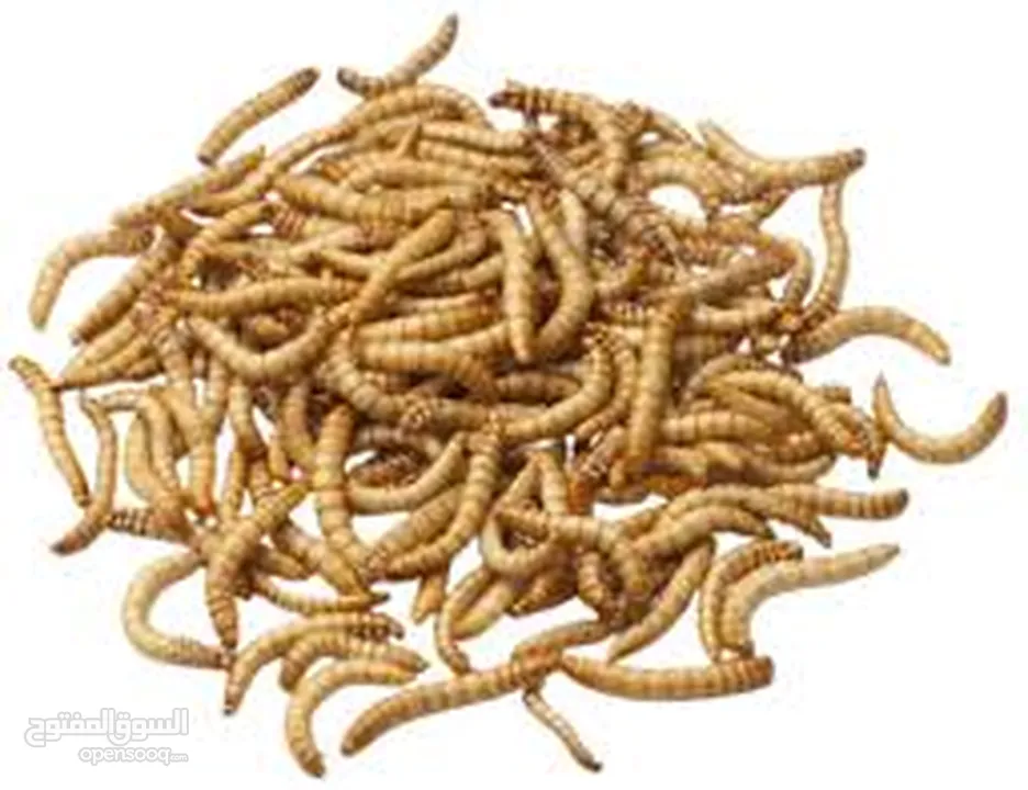 دود قبابي /ميل ورم /Mealworm