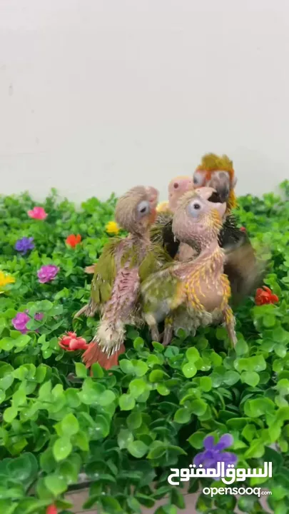 فروخ غر كنيورات ومتاتو