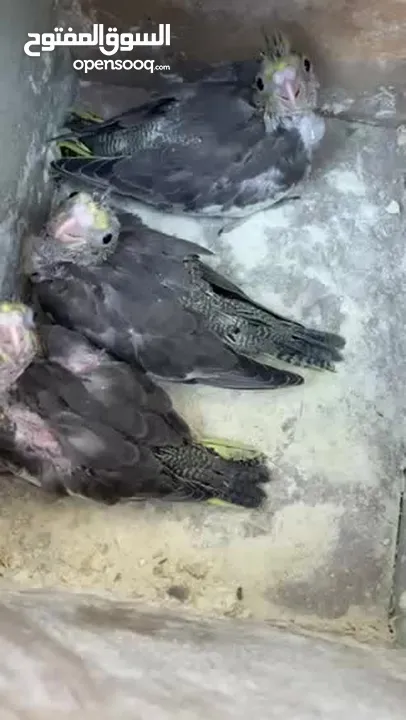 جوز كوكتيل تحتو ثلاث فراخ