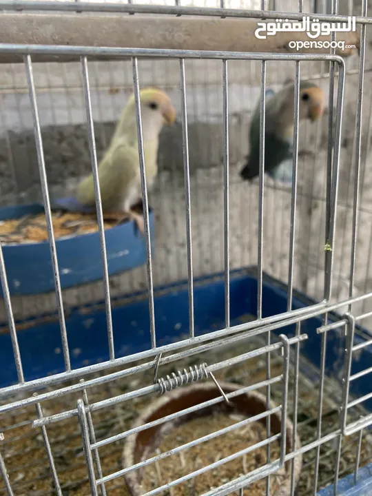 جواز روز وفشر