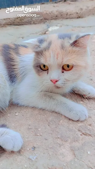 قطط شيرازي
