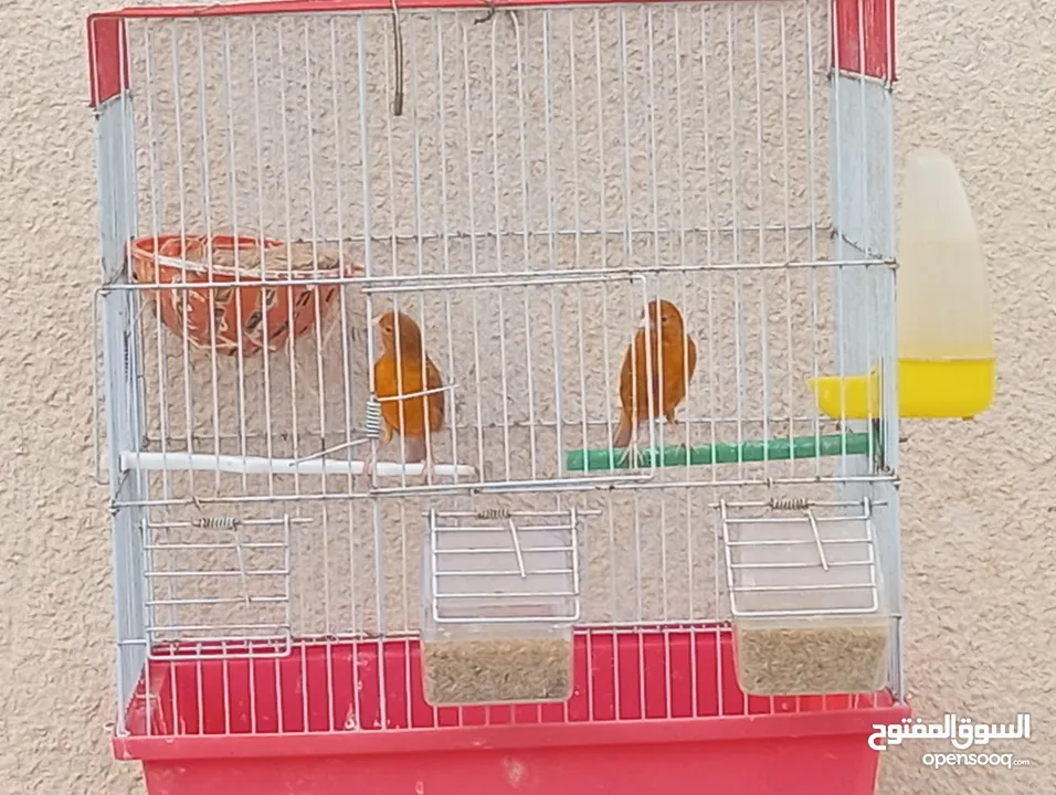 جوز كرزي وطيرة بيضا اقرأ الوصف