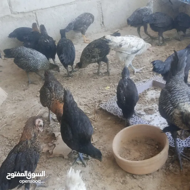 بسم الله فرخات نخب اول