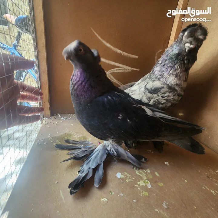 متاح جواز ازبك بزره الماني