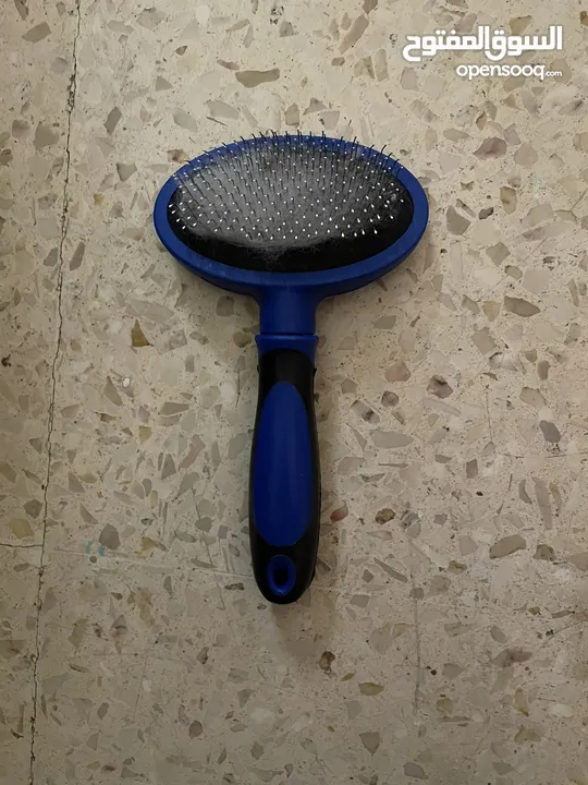 فرينش تيرير صغير عمره 4 شهور