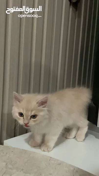 sherazi - 500 aed kitten