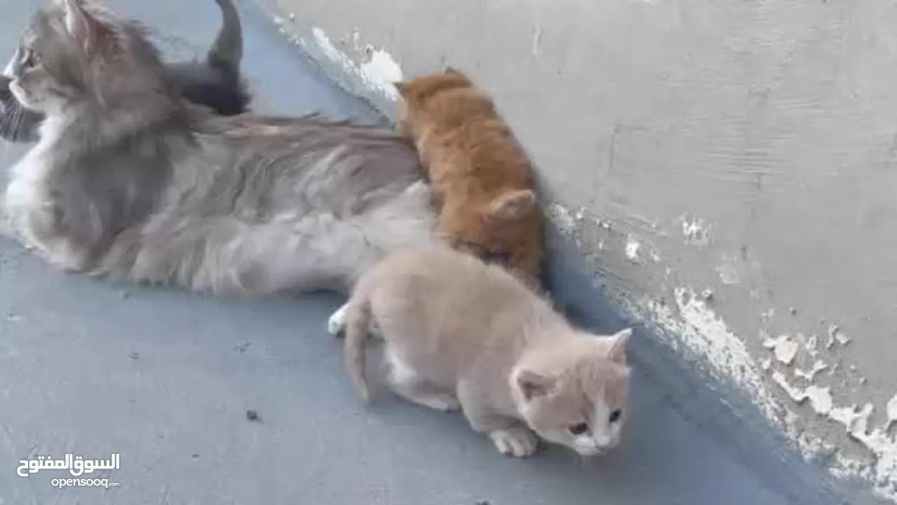 قطة شانشيلا مهجن انثى