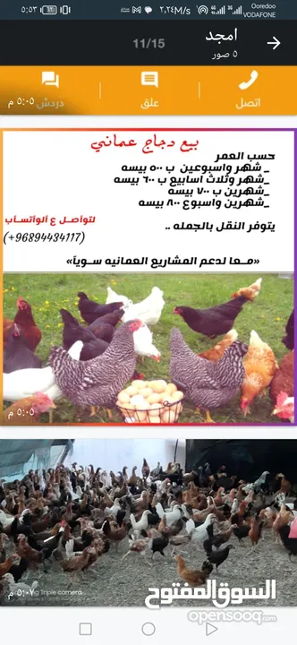 دجاج  عماني