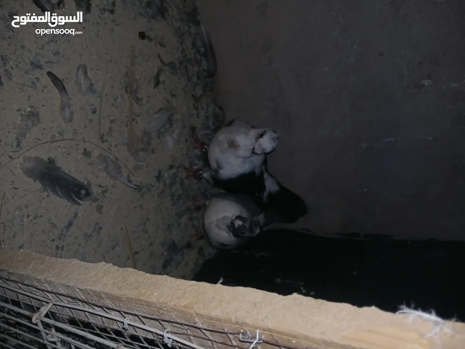 4 جواز شغاله  وفحل مكفوله للبيع دون الفراخ 35 دينار كوم