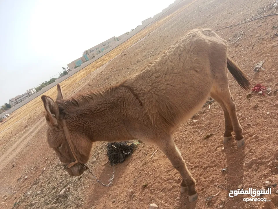 ..حما.ر ..للبيع.. السعر 90 قريب ..من.. جسر .مادباء. .................... .. ........................