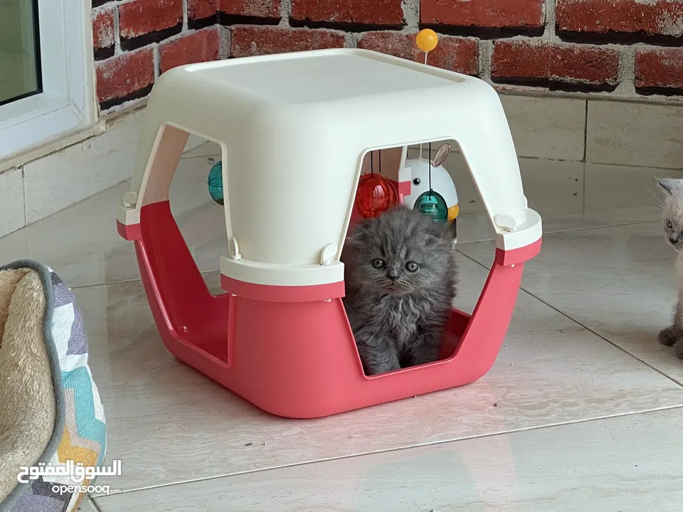 Scottish Fold Longhair 1 month old