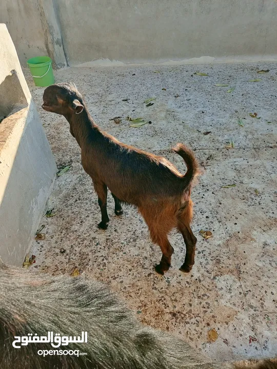 سخلتين شاميات ثنايا
