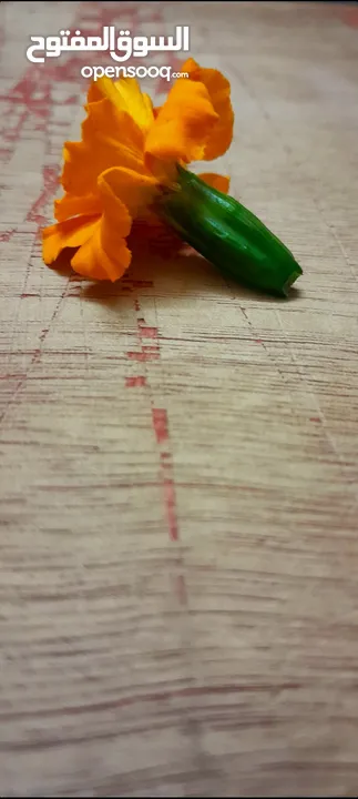 صور ورد طبيعي