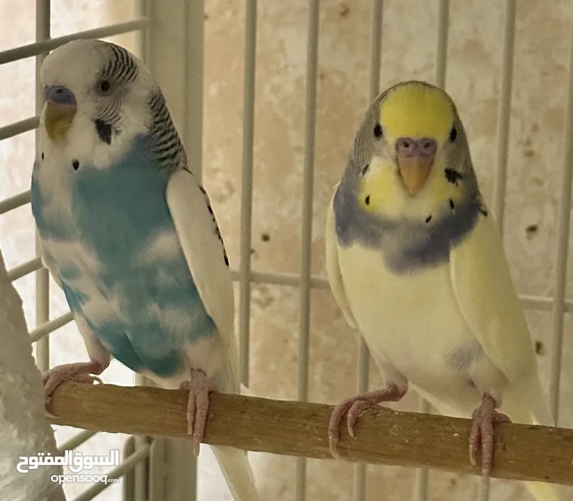 3 healthy budgies