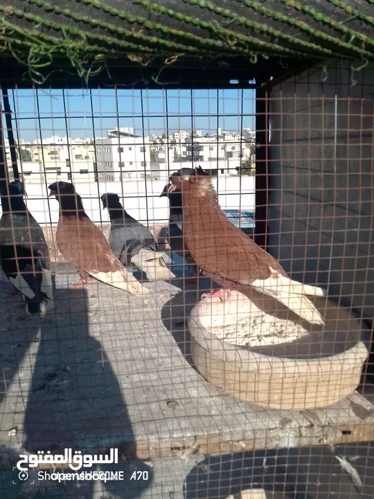 متاح جواز حمام شغالين  نجفي تكلجي