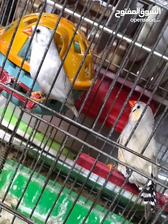 جوز جنه اول خيره تحتي بيض