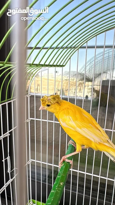 كناري 3 فحوله صوت نار  مع جميع اغراضهم