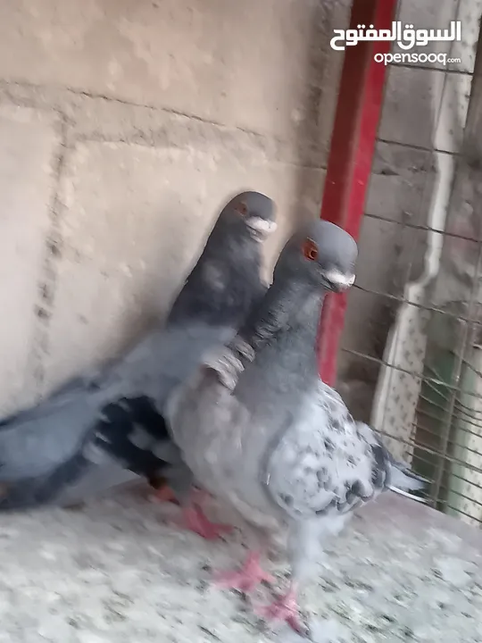 جواز الكوم عل 13 اجوز القطع كل اشي بسعرو