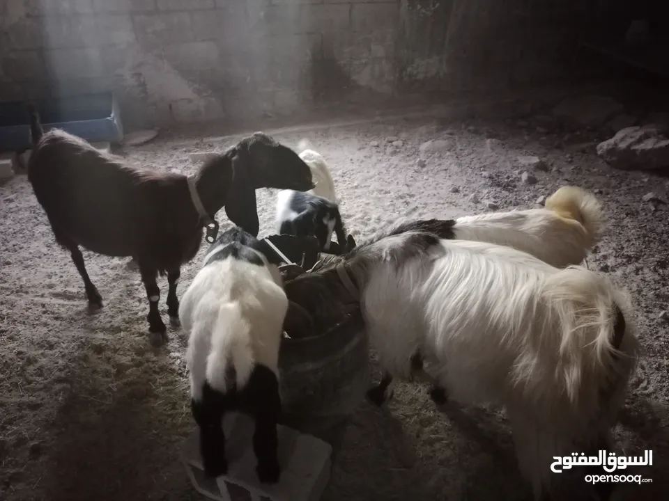 عنزتين للبيع او بدل على خرفان