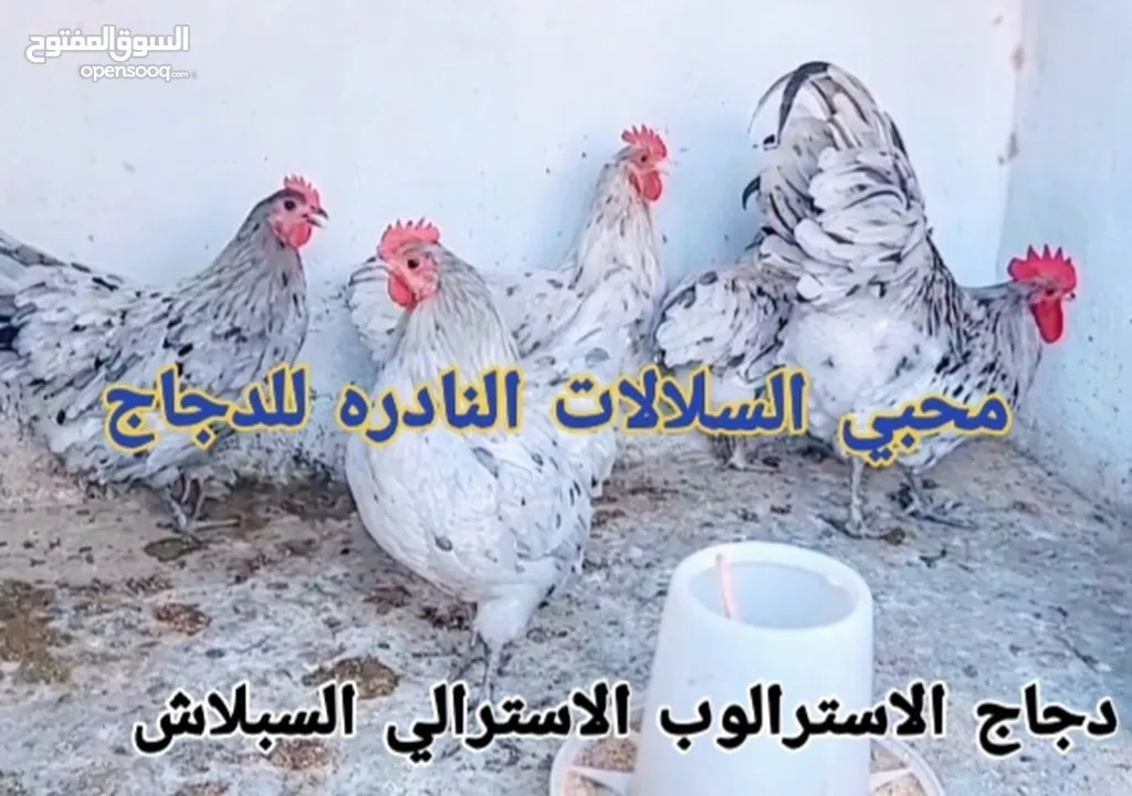 بيض مخصب و صيصان لسلالات دجاج نادره على مستوى العالم