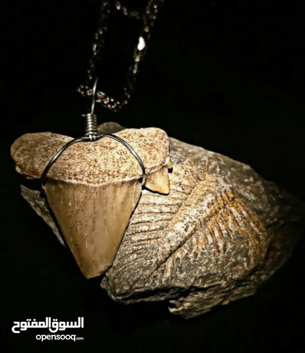 Italian silver necklace with wire wrapped ancient shark tooth fossil + free leather rope