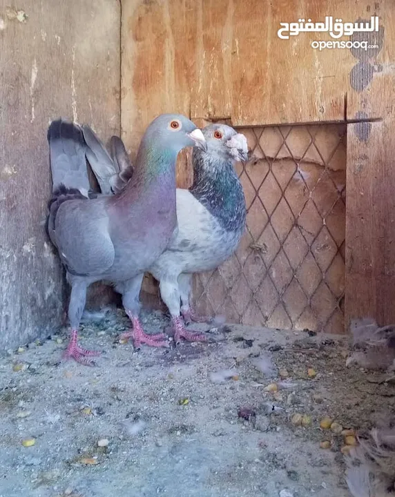 متاح جوزين حمام