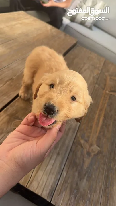 puppy Golden Retriever جرو جولدن رتريفر