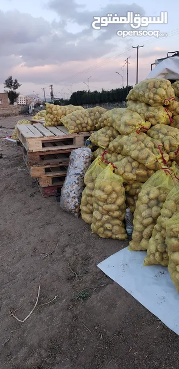بطاط يمني زهره حمراء خاص بالتصدير  مؤســــــسة هاني المهلاء للتصدير الخضروات والفواكه.