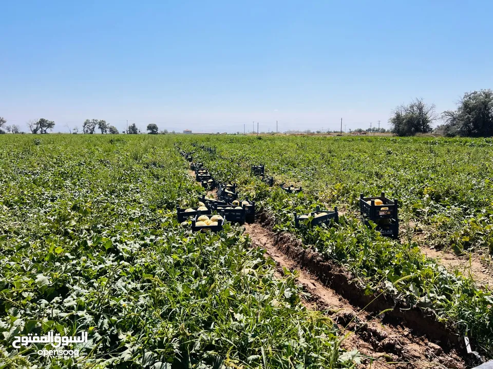 ارض زراعية كبيرة في قونيا - Konya'da geniş tarım arazisi