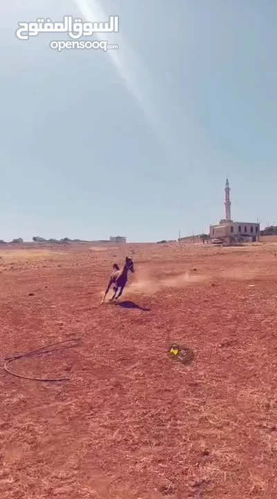مهر بدوي العمر 10 شهور الطول 130 محجل ثلاث مطلق يمين سياله جميله ساغ سليم مهر ما شاء الله
