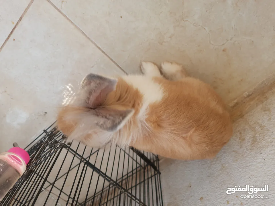 ارانب  lion head ذكور نوعهم راس الاسد Rabbits