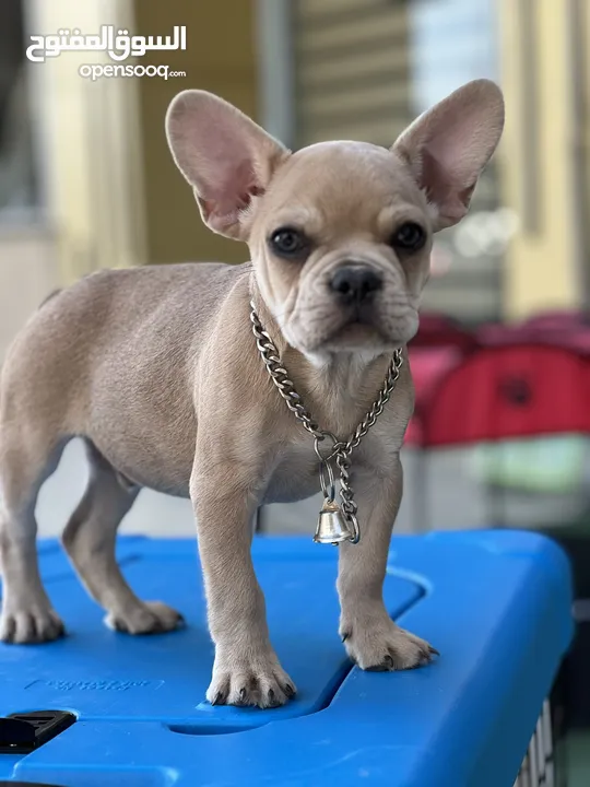 2.5 months old - French bulldog ( puppy )