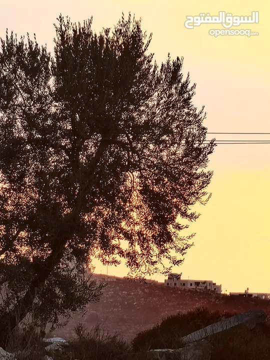 شقق للبيع ومرتبة