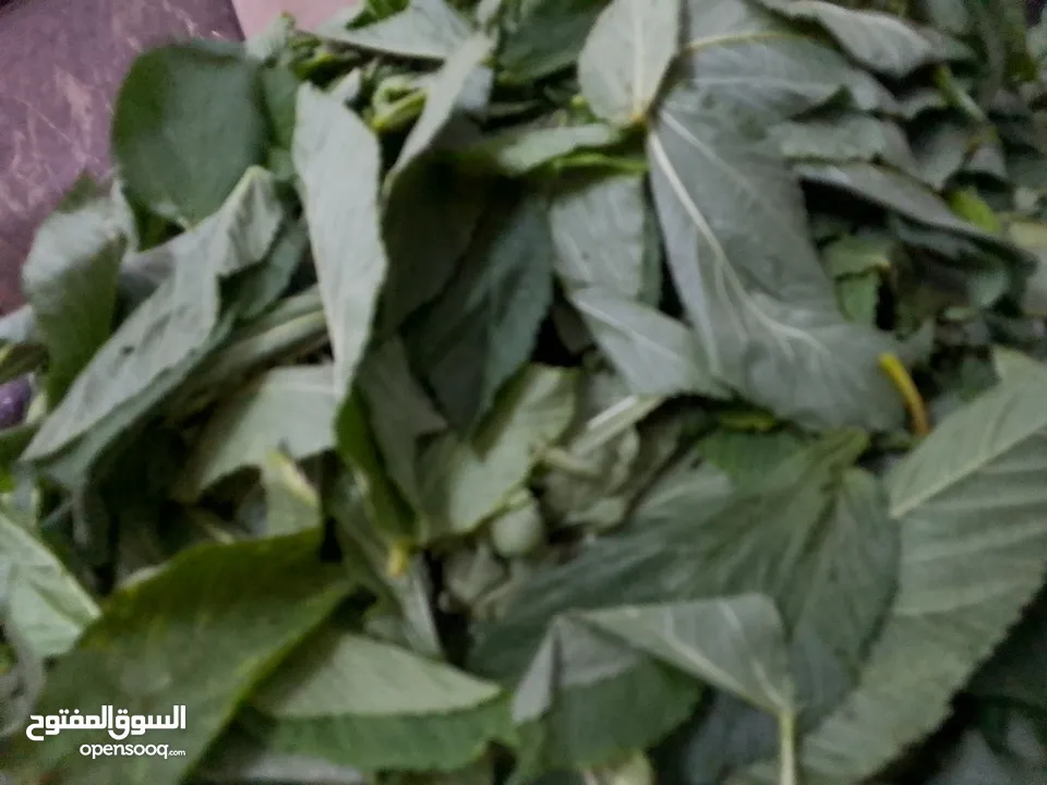 ملوخيه ورق وملوخيه ناشفه مفروكه وناعمه بدون عيدان مغسله ومنقبه وجاهزه لطبخ