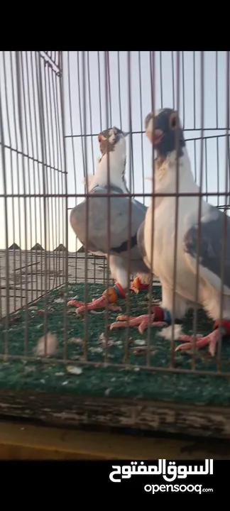 جوز فراخ اسطنابله  زرق وفرخ اسطنبولي احمر حبكين موجودات في الهاشمي الجنوبي