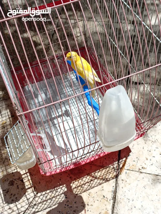 طيور كناري للبيع