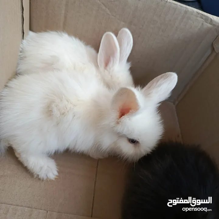 أرانب نوع تيدي بير لطيفة جدا