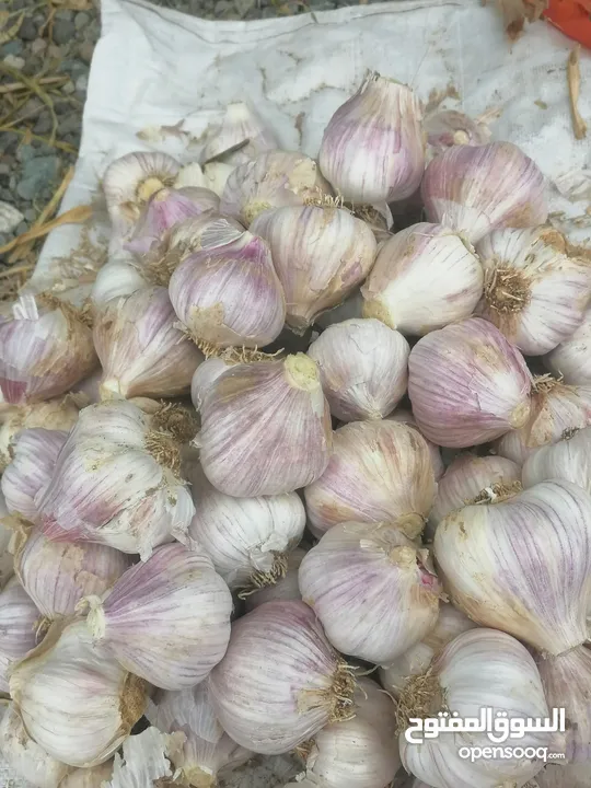 يتوفر تمور خلاص جودة ونغال وبرني كما يتوفر ثوم عماني حصاد السنة