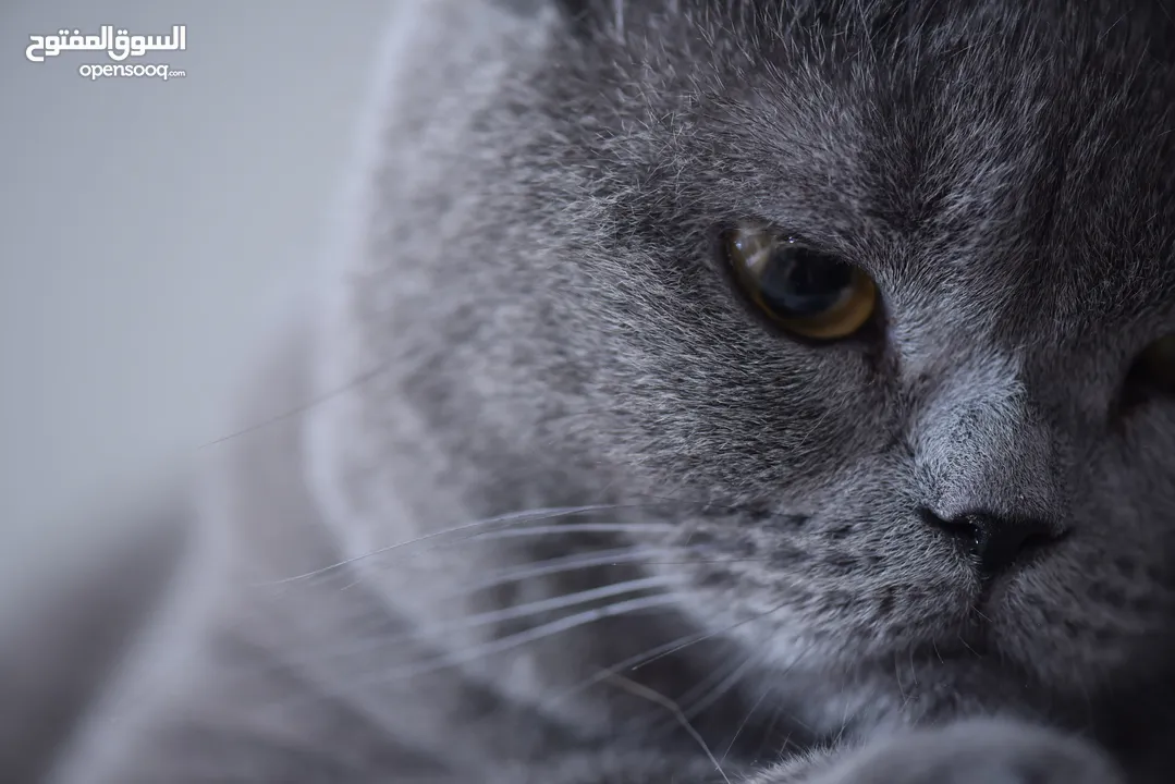 Pure British Shorthair Classic Fawn - بريتش شورت هير كلاسيكي للبيع