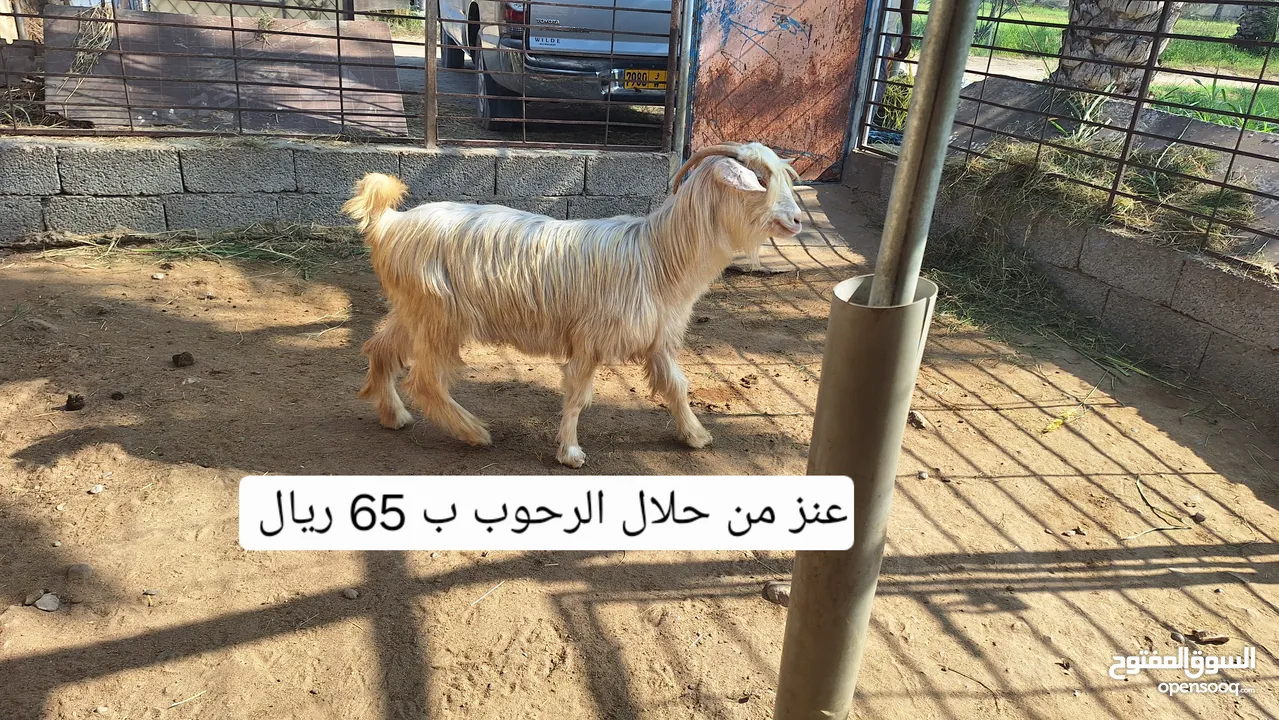 حلال للبيع كل صورة فيها الوصف وسعر