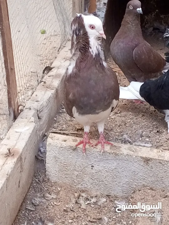 كوم حمام حوالي من 35 إلى 40 طير  للبيع